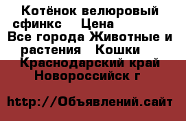 Котёнок велюровый сфинкс. › Цена ­ 15 000 - Все города Животные и растения » Кошки   . Краснодарский край,Новороссийск г.